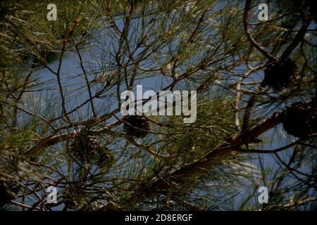Rami di pino verde con coni contro il cielo estivo blu Foto Stock