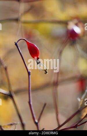 Ramo di roseanca con frutti rossi trasparenti nella magica luce della foresta autunnale. Magico sfondo naturale autunnale. Bacche rosse nella foresta. Foto Stock