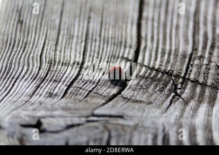 Un piccolo ladybug con macchie nere sulle ali rosse strisciano su una vecchia tavola grigia in legno in una soleggiata giornata autunnale. Ladybug su una superficie di legno. Orizzontale. Foto Stock