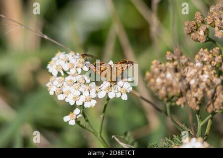 Lycaena salustius è una farfalla della famiglia Lycaenidae. Si trova in Nuova Zelanda. Foto Stock