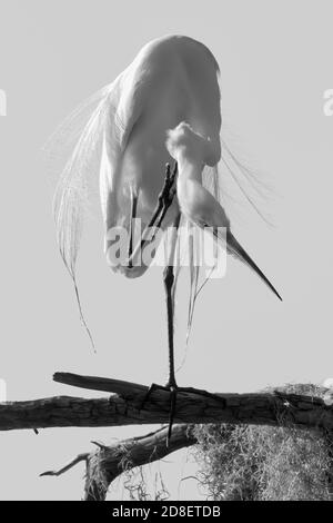 Monocromo di Great Egret arroccato in Tree Preening al Circle B Bar Reserve a Lakeland, FL Foto Stock