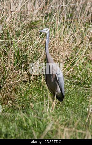 Un Erone dalla faccia bianca (Egretta novaehollandiae) conosciuto anche come l'Erone dalla parte anteriore bianca. Fotografato in Nuova Zelanda. Foto Stock