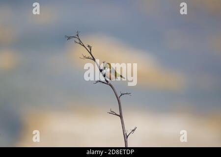 Un Silvereye o un occhio di cera (Zosterops lateralis) fotografato in Nuova Zelanda. Foto Stock