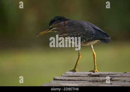 Green Heron appollaiato sul molo sopra duckweed Pond Caccia per i Tadpoles a Pottersville, NJ, Stati Uniti Foto Stock