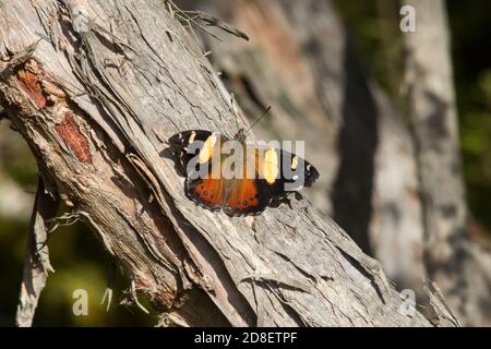 L'ammiraglio giallo o ammiraglio australiano (Vanessa itea) è una farfalla originaria dell'Australia, in Nuova Zelanda. Foto Stock