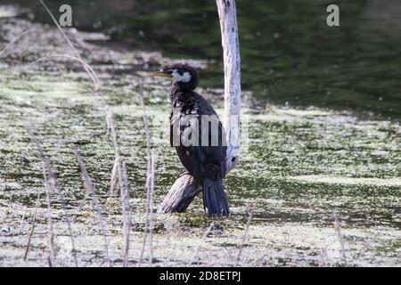 Un piccolo cormorano pied, piccolo Shag o Kawaupaka (Microcarbo melanoleucos) fotografati in Nuova Zelanda. Foto Stock