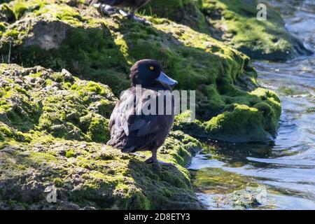 Lo Scaup neozelandese (Aythya novaeseelandiae), noto comunemente come Black Teal, è una specie di anatra subacquea del genere Aythya. Foto Stock