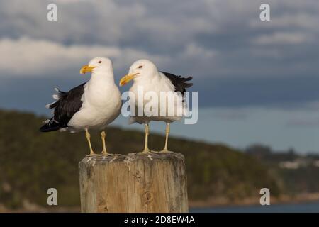 Due gabbiani di Kelp (Larus dominicanus), conosciuti anche come gabbiano domenicano e karoro, arroccati su un palo che guarda i loro dintorni. Foto Stock