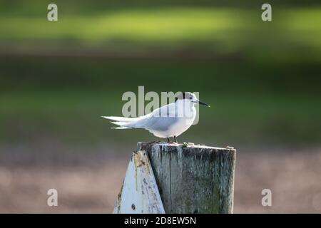 Un singolo il Tern dalla facciata bianca (Sterna striata) conosciuto anche come Tara, Sea Swallow, Black-billed Tern, Kahawai Bird, Southern Tern e Swallow Tail Foto Stock