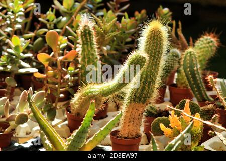 Pentole di diversi tipi di cactus e succulenti in un giardino Foto Stock