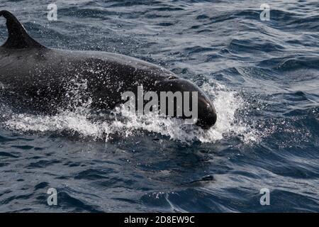 Il Falso Killer Whale (Pseudorca crassidens) è una specie di delfini oceanici. Questi esemplari sono stati fotografati al largo della Nuova Zelanda. Foto Stock