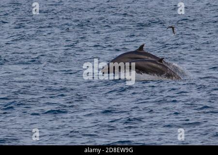 Il Falso Killer Whale (Pseudorca crassidens) è una specie di delfini oceanici. Questi esemplari sono stati fotografati al largo della Nuova Zelanda. Foto Stock