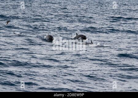 Il Falso Killer Whale (Pseudorca crassidens) è una specie di delfini oceanici. Questi esemplari sono stati fotografati al largo della Nuova Zelanda. Foto Stock