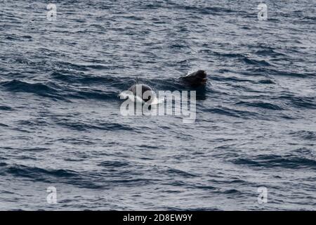 Il Falso Killer Whale (Pseudorca crassidens) è una specie di delfini oceanici. Questi esemplari sono stati fotografati al largo della Nuova Zelanda. Foto Stock