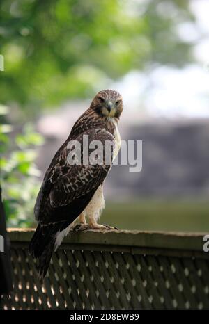 falco di coda rossa seduto su una recinzione Foto Stock