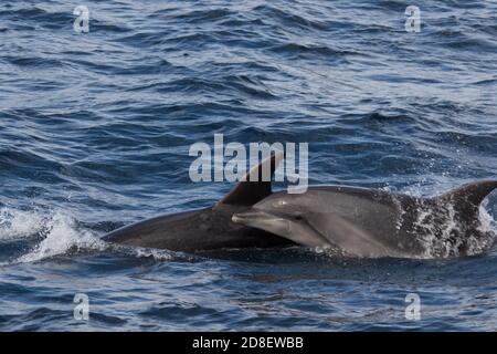 Due delfini tursiopi (Tursiops truncatus) visti al largo della costa della Nuova Zelanda. Foto Stock