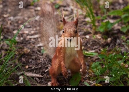 lo scoiattolo arancione si alza sulle gambe posteriori e allarga le zampe anteriori per gli abbracci. Sciurus, Tamiasciurus, scoiattoli di pino Foto Stock