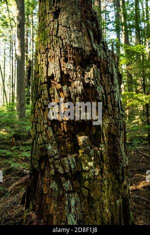 Una stump decadente lungo il Twin Lakes Trail nel Moran state Park, Orcas Island, Washington, USA. Foto Stock