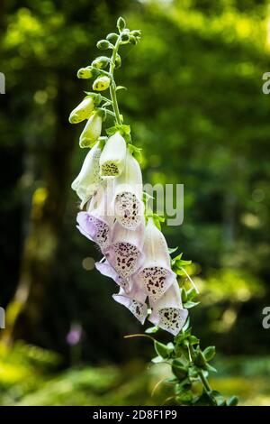 Piante di Foxglove in crescita e fioritura nel Moran state Park vicino Mountain Lake sull'isola di Orcas, Washington. Foto Stock