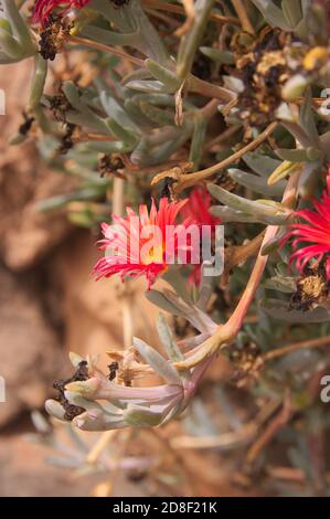 Immagine verticale di un ramo di una pianta succulenta invasiva Come l'artiglio di gatto o Carpobrotus acinaciformis con fiori rossi Foto Stock
