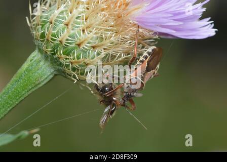 Bee Assassin Bug (Apiomerus crassipes), alimentazione di adulti su Honey Bee (Apis mellifera), Hill Country, Texas centrale, Stati Uniti Foto Stock