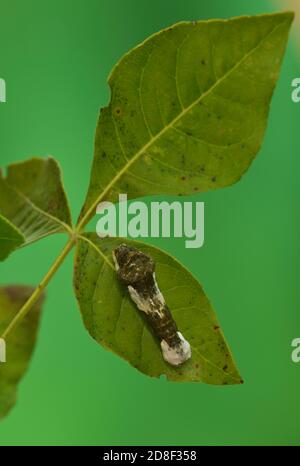 Swallowtail gigante (Papilio cresphontes), caterpillar, Hill Country, Texas centrale, Stati Uniti Foto Stock