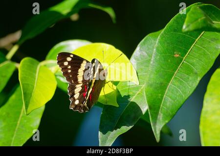 Anartia fatima è una farfalla bruna della famiglia dei Nymphalidae. Si trova comunemente nel sud del Texas, Messico e America Centrale, ma Foto Stock