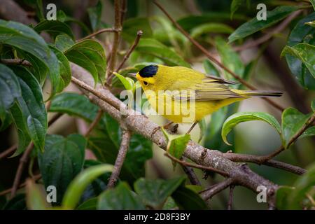 Il guerriero di Wilson (Cardellina pusilla) è un piccolo guerriero del nuovo mondo americano, verdastro sopra e giallo sotto, con ali arrotondate e una lunga coda sottile Foto Stock