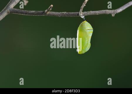 Monarch (Danaus plexippus), pupping caterpillar, serie, Hill Country, Texas centrale, Stati Uniti Foto Stock