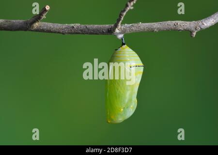 Monarch (Danaus plexippus), pupping caterpillar, serie, Hill Country, Texas centrale, Stati Uniti Foto Stock