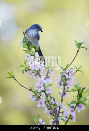 Western Scrub-Jay (Aphelocoma californica), adulto arroccato in fiore Peach albero (Prunus persica), Hill Country, Texas centrale, Stati Uniti Foto Stock