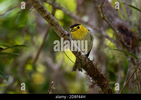 Becard barrato - Pachyramphus versicolor piccolo uccello nero e giallo e bianco passerino, allevamento residente in altipiani dalla Costa Rica all'Ecuador An Foto Stock