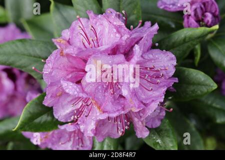 Bellissimo scatto di catawba rosebay (Rhododendron catawbiense) fiori Foto Stock