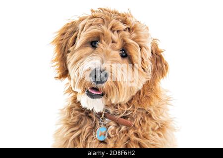 Golden Labradoodle cane isolato su sfondo bianco Foto Stock