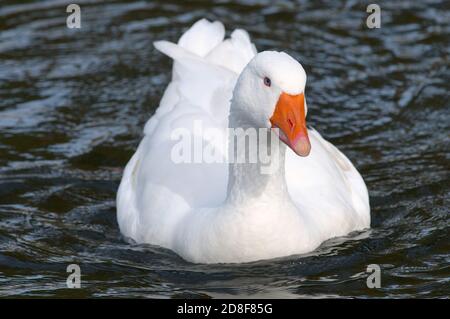 Un'oca bianca domestica che galleggia su acqua discontinua. (Anser anser domesticus) Foto Stock