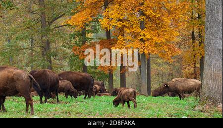 Mandria di bisonte su campo d'erba con foglie d'autunno sullo sfondo. Foto Stock