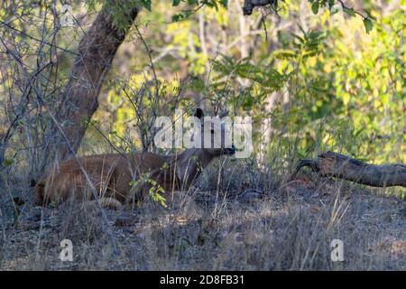 Cervi sambar (Rusa unicolor) in India Foto Stock