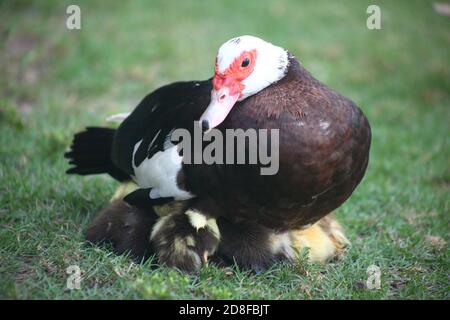 Nascondere anatroccoli Foto Stock