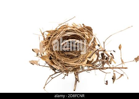 Vero nido d'uccello isolato su sfondo bianco. Foto Stock