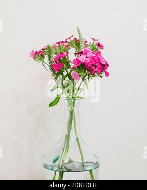 Fiori di colore rosa in un vaso Foto Stock