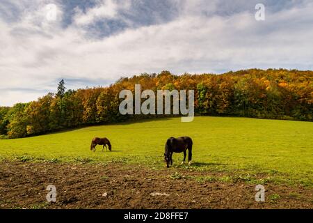 Cavalli sul sentiero escursionistico nella Valle del Danubio a. Castello di Bronnen vicino a Beuron in autunno nel quartiere di Sigmaringen Foto Stock