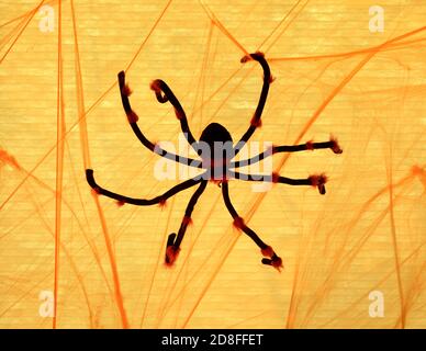 Black e Red Spider si aggirano su Spiderweb Foto Stock