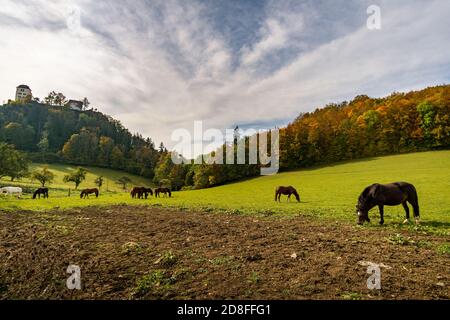 Cavalli sul sentiero escursionistico nella Valle del Danubio a. Castello di Bronnen vicino a Beuron in autunno nel quartiere di Sigmaringen Foto Stock