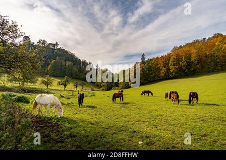 Cavalli sul sentiero escursionistico nella Valle del Danubio a. Castello di Bronnen vicino a Beuron in autunno nel quartiere di Sigmaringen Foto Stock