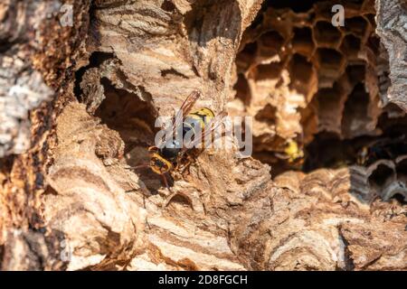 Ingresso al nido del calabrone nella conca dell'albero. Jack vespe predatorie. Il cornetto europeo, lat. Vespa crabro, è la più grande vespa eusociale nativa Foto Stock
