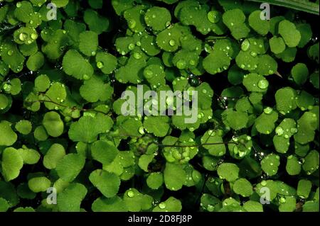 Le gocce di pioggia su una felce di Maidenhair fanno un modello grazioso su questa pianta interna favorita. Questo stava crescendo selvaggio nel bosco. Foto Stock