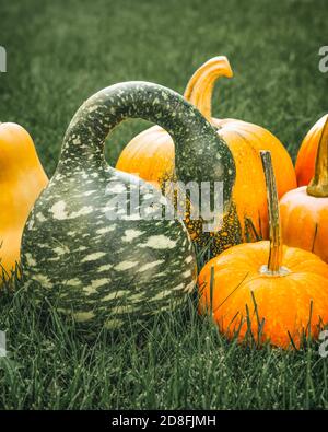 Zucca di Swan macchiata o Korba Gourd e zucche gialle da vicino nel giardino, banner verticale Foto Stock