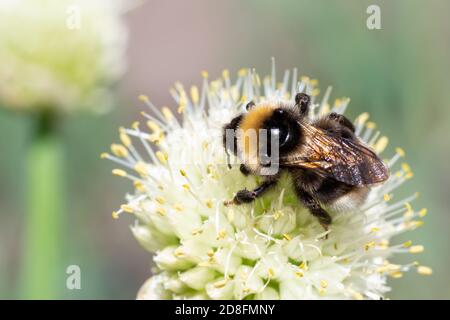 Macro foto di un'impollinazione di bumblebee a strisce gialle e nere e raccogliendo nettare su una vista dall'alto di un fiore bianco Foto Stock