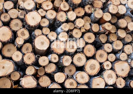 I tronchi in guscio secco sono impilati l'uno sull'altro. Alberi abbattuti in un mucchio, accatastati da un muro. Sfondo naturale Foto Stock