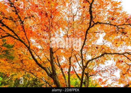 Giardino giapponese in autunno, Washington-STATI UNITI D'AMERICA Foto Stock